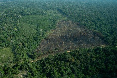 Amazonas tem seis das dez áreas protegidas mais ameaçadas do bioma