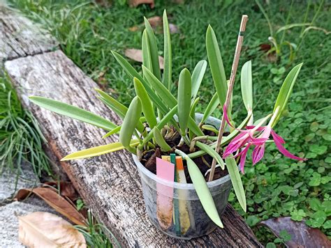 Taccuino Delle Orchidee Di Silviab Brassavola Nodosa X Sophronitis Wittigiana Bc Dipozzi Astrea