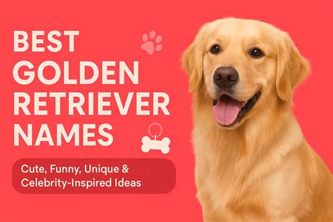 dog names  golden retriever cute unique ideas   dogs