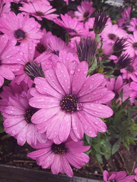 Primer plano de hermosas flores de osteospermum púrpura con gotas de