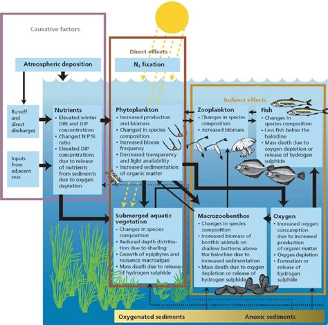 Conceptual Model Of Eutrophication The Arrows Indicate The