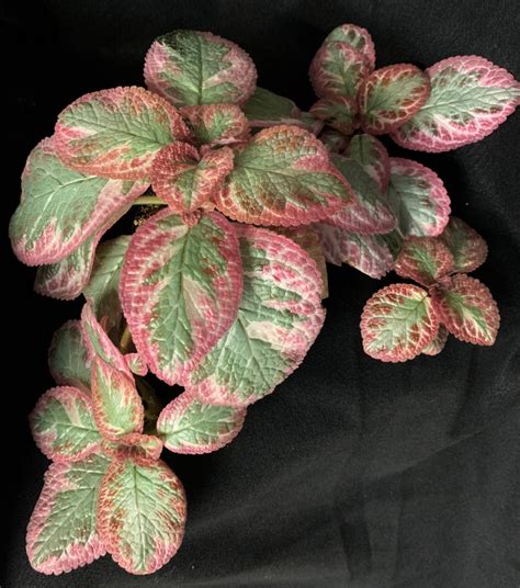 Episcia ‘cleopatra Gesneriad Reference Web