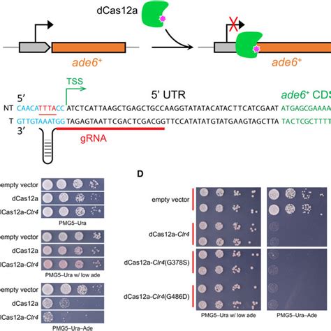 (PDF) CRISPR-Cas12a system in fission yeast for multiplex genomic ...