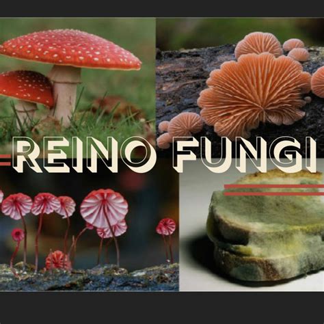 Imagens Do Reino Fungi - FDPLEARN