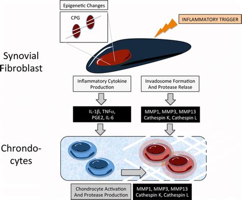 Influences On Fibroblast Like Synoviocyte Transformation And Cartilage