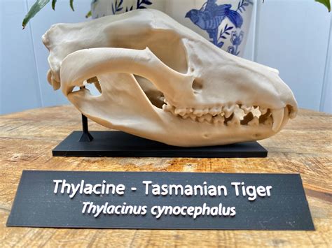 thylacine skull replica tasmanian tiger model  stand  nameplate