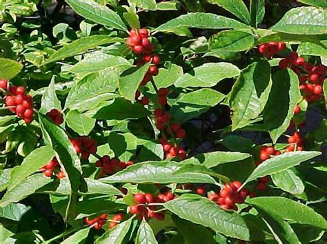 Ilex verticillata ‘Winter Red’ | Kiefer Nursery: Trees, Shrubs, Perennials