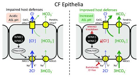 Wnk Kinases Regulate Hco Versus Cl Secretion Across Human Airway