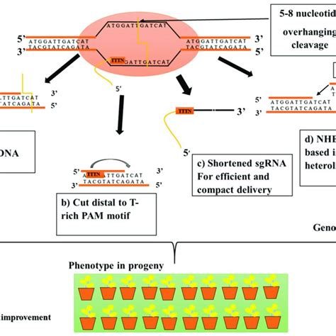 Comparison of EMNs, ZFNs, TALENs, CRISPR/Cas9, and CRIPSR/Cpf1 ...