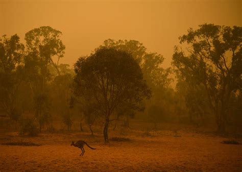 The Australia Wildfires And Their Devastating Effects – In Photos – DUNIA Magazine