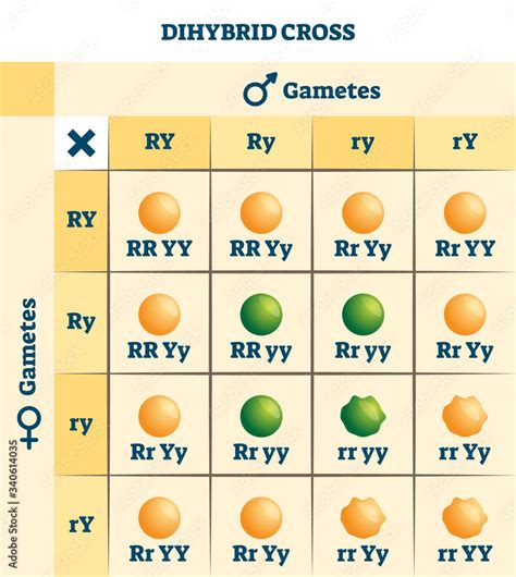 Dihybrid cross vector illustration. Labeled educational genetic table ...