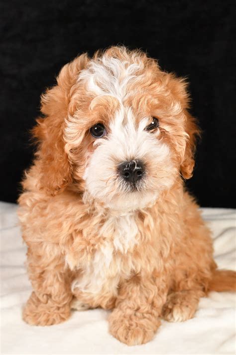 Jackson Cavapoo Puppy For Sale In Fresno Oh Lancaster Puppies