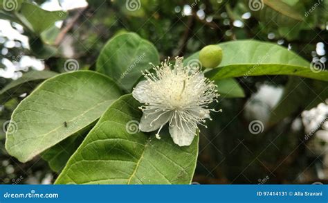 guava flower  leaves  bud stock image image   flower