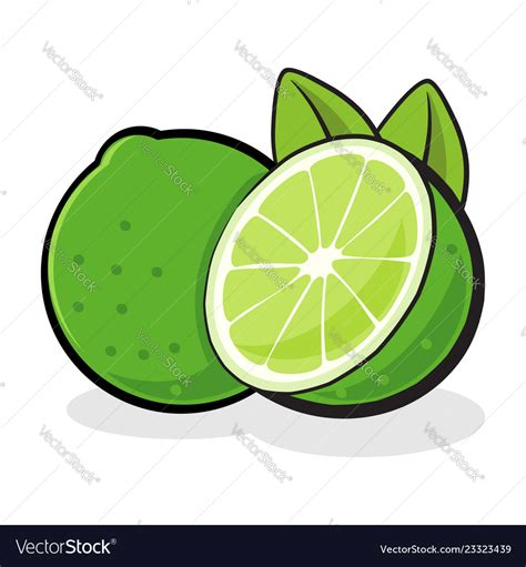 Fresh lime fruit Royalty Free Vector Image - VectorStock