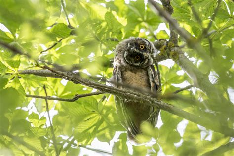 Bird Watching Photos, Download The BEST Free Bird Watching Stock Photos & HD Images