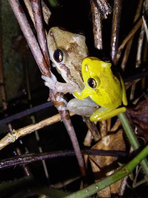 Red Snouted Tree Frog From Chatham Trinidad And Tobago On November