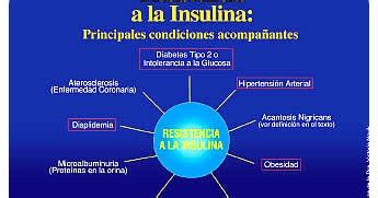 Sensibilidad A La Insulina Culturismo Total