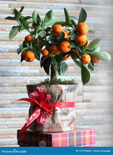 A Small Tangerine Tree with Mandarins in a Pot with a Red Bow Stock ...