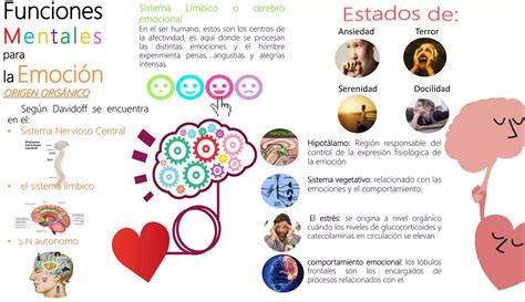 Infografias Funciones Mentales Para La Emocion Y Funcion Reticular