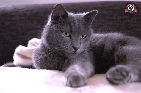 Nebelung Cat Temperament and Personality | Sweetie Kitty - 2025