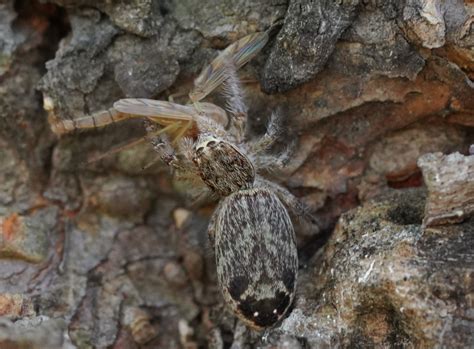 Rudakius from 香港米埔 on March 30 2022 at 07 55 PM by pulchra iNaturalist