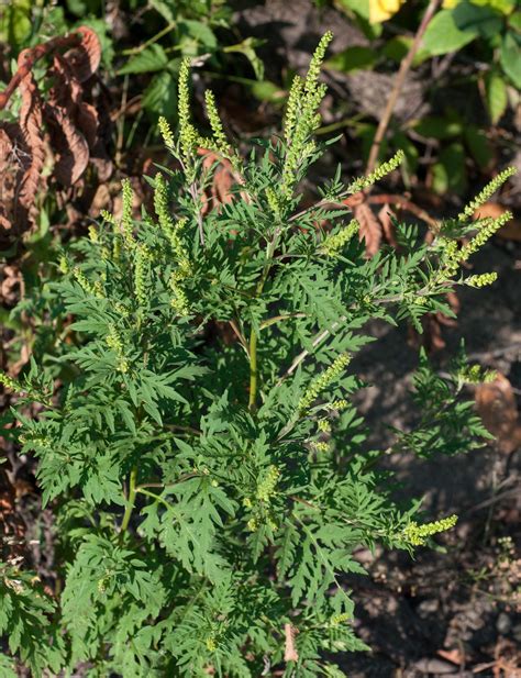 Ambrosia Artemisiifolia Common Ragweed