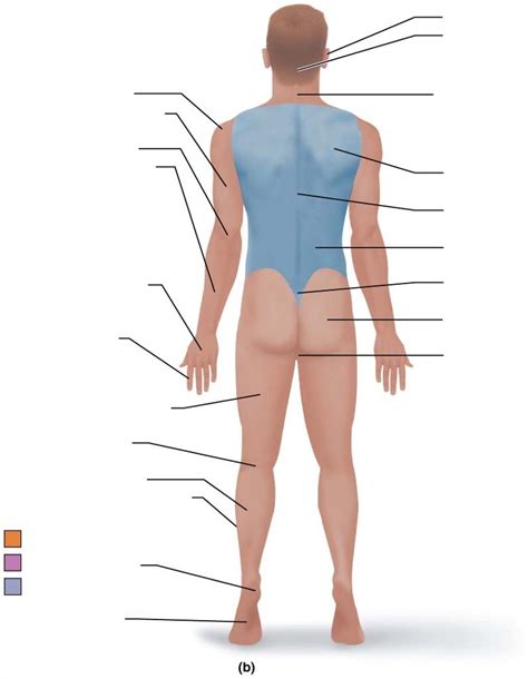 Anatomy Posterior Regional Terms Diagram Quizlet