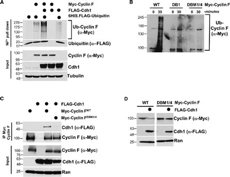 Cdh1 Regulates Cyclin F Ubiquitylation Through Canonical D Box Degron Download Scientific