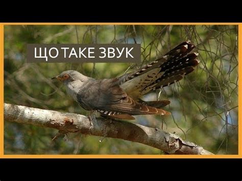 Що таке звук - YouTube