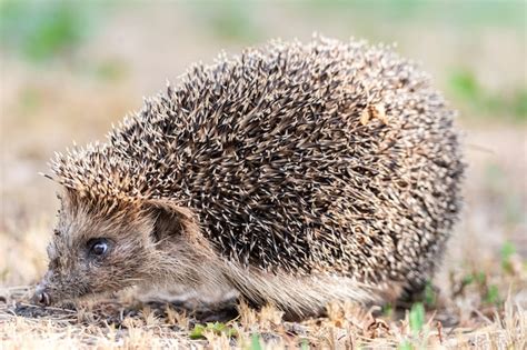 Erizo Nombre Cient Fico Erinaceus Europaeus Cerca De Un Erizo