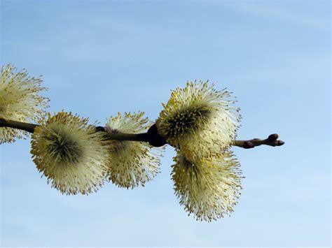 catkin Free Stock Photo | FreeImages