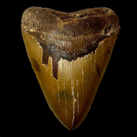 6.02" Megalodon Tooth Fossil - The Fossil Exchange