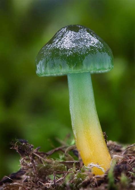 Shangralas Most Beautiful Mushrooms