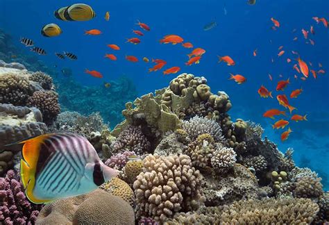 ocean animals  kids research