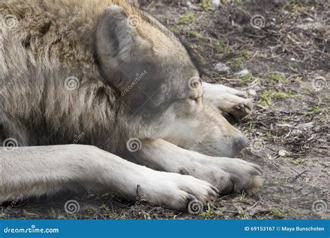 Sleeping Wolf In The Cage At Zoo Royalty-Free Stock Photography ...