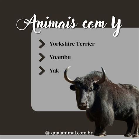 Animais Que Começam Com A Letra Y - Animais Que Comecam Com Y