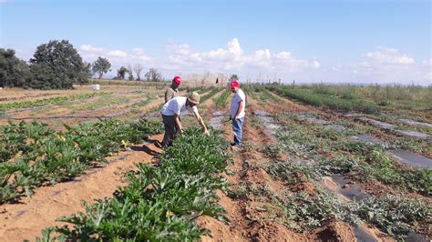 Foto Raccolta Coltiviamo Agricoltura Sociale Tre Premi Da