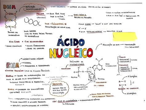 Mapa Mental Sobre Ácidos Nucleicos Dna E Rna Maps4study