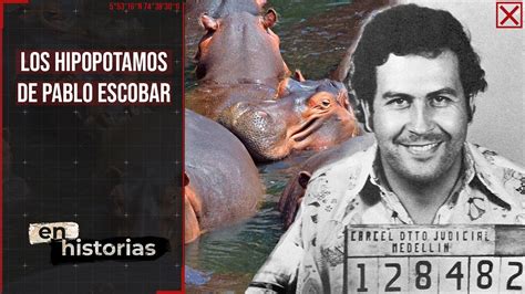 Los Hipopótamos De Pablo Escobar En Historias Youtube