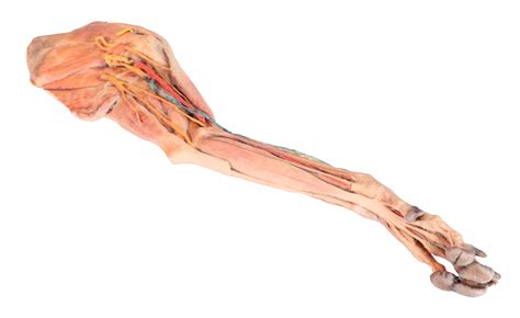 Dog forelimb - muscles, tendons, ligaments, vessels and nerves distal