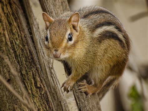 Least Chipmunk Range