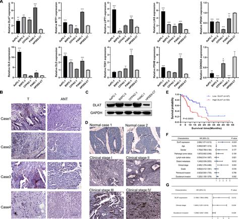 Validation Of The Expression Levels Of CRGs In Cells And Tissues A