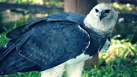 🦅 ¡estas Son Las Águilas MÁs Grandes Del Mundo