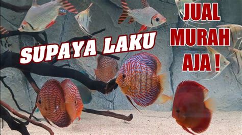 Update Harga Discus Terbaru Main Ikan Channel Terlengkap Termurah