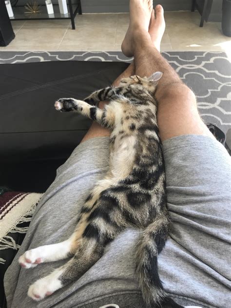 Bengal Tabby Mix Price at Michael Sizemore blog