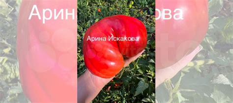 Семена томатов гигантов, самые урожайные сорта купить в Сочи | Товары ...