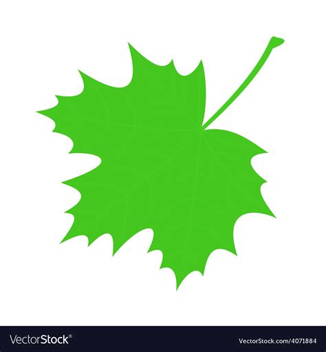 Green Maple Leaf Royalty Free Vector Image Vectorstock