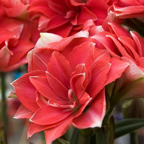 Double Dream Amaryllis And Caladium Bulb Company