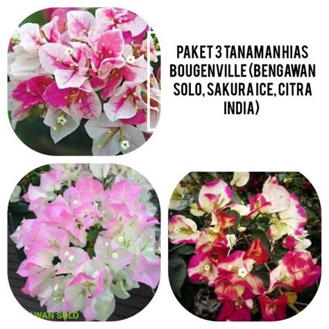 Jual Gratis Ongkir Paket Tanaman Hias Bougenville Bengawan Solo