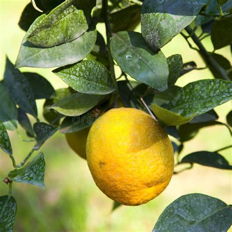 Pomarańczowy owoc drzewo zdjęcie stock Obraz złożonej z natura 17431024